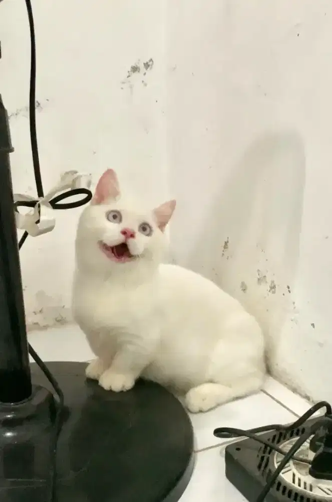 BSH MUNCHKIN CEBOL WHITE SOLID