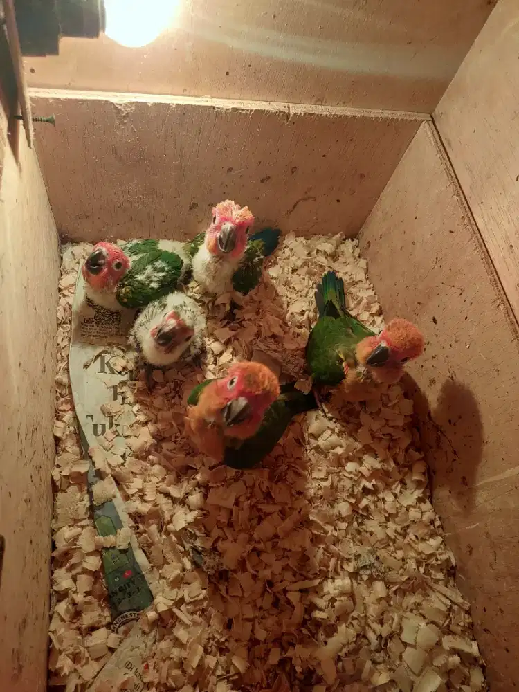 Burung sun conure loloh