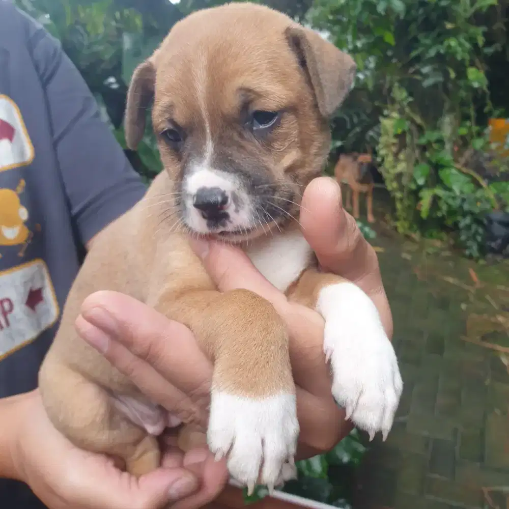 Anak Anjing Kampung Betina