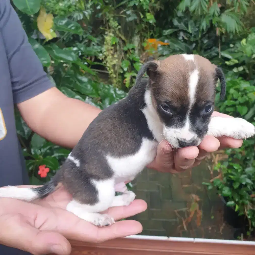 Anak anjing Kampung Jantan.
Warna Bagus