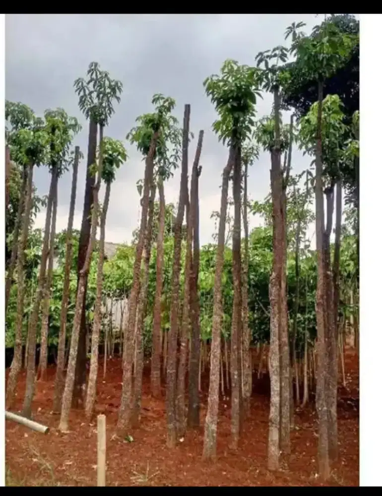 Tanaman pulai - Pohon pulai