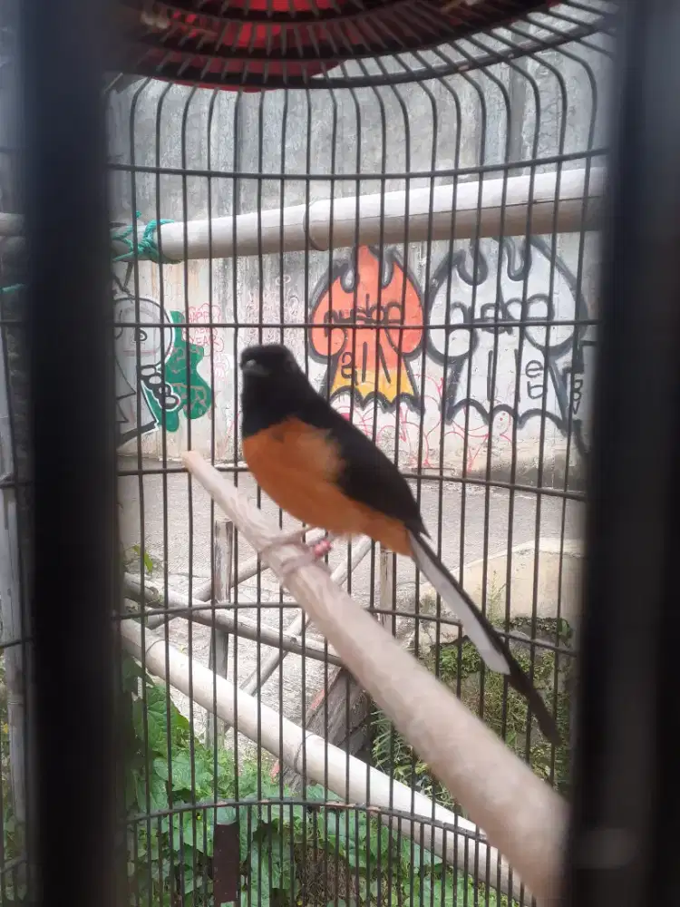 Jual muray pake ring pastol gacor fulset