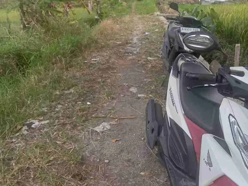 tanah sawah widodomartani