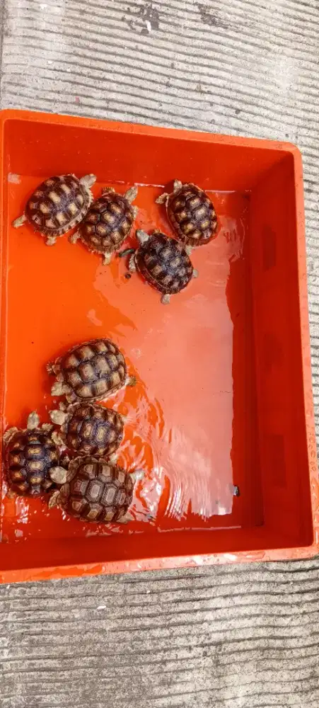 Mainan Anak Kura Sulcata Aman Sentosa