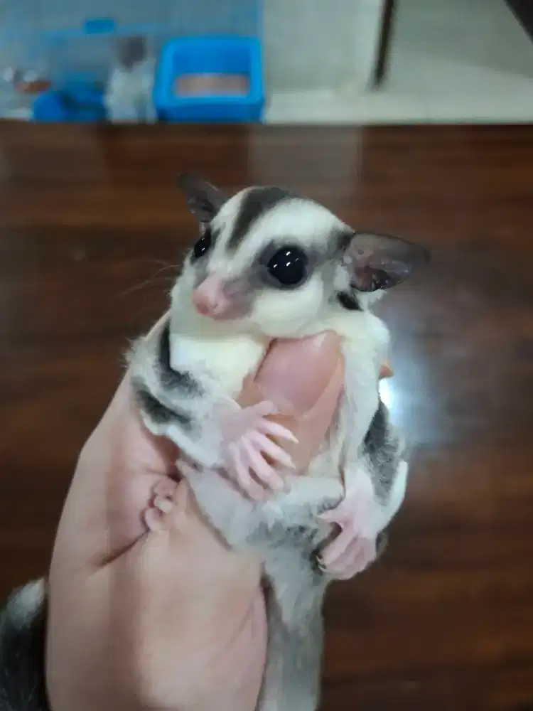 Sugar glider kaos kaki betina