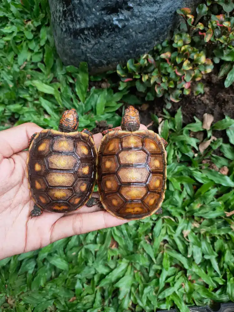 kura darat redfoot 6-6,5cm hidung plong makan rakus