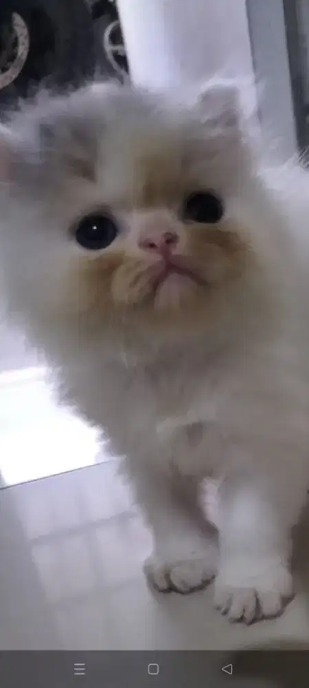 adobsi kucing texnos umur 2 bln yg minat bisa langsung japri