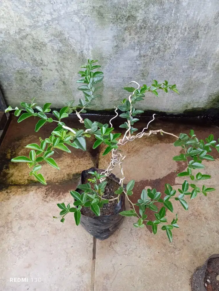 Bonsai jeruk kingkit