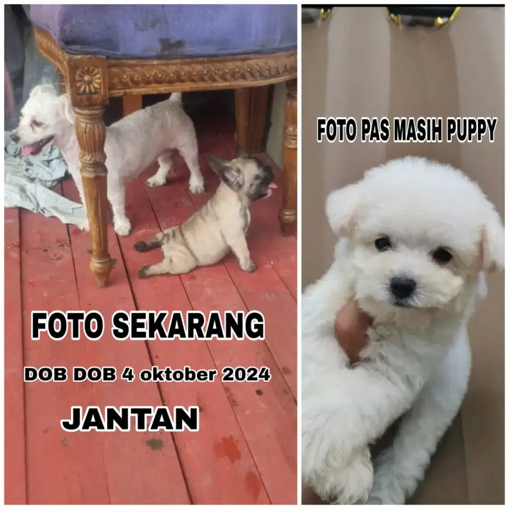 JUAL POODLE MURAH JANTAN