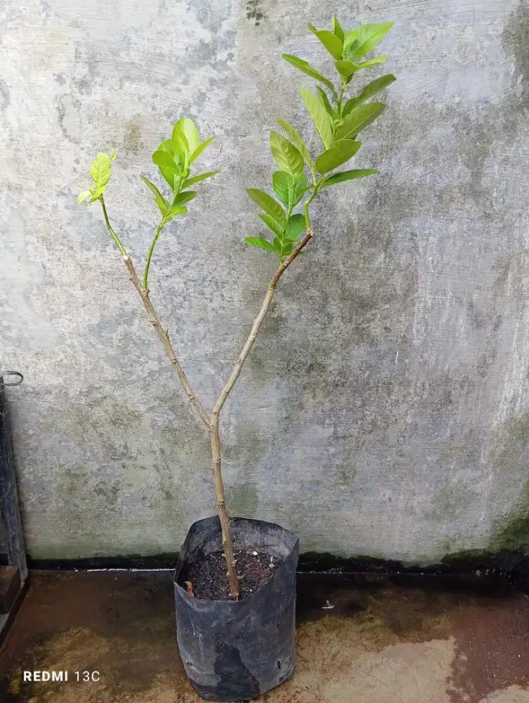 Tanaman buah lemon
