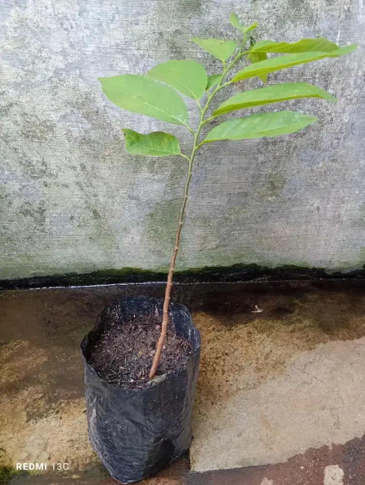 Bibit tanaman srikaya jumbo