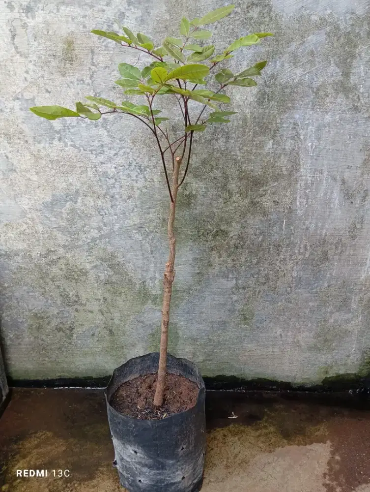 Tanaman buah kelengkeng merah