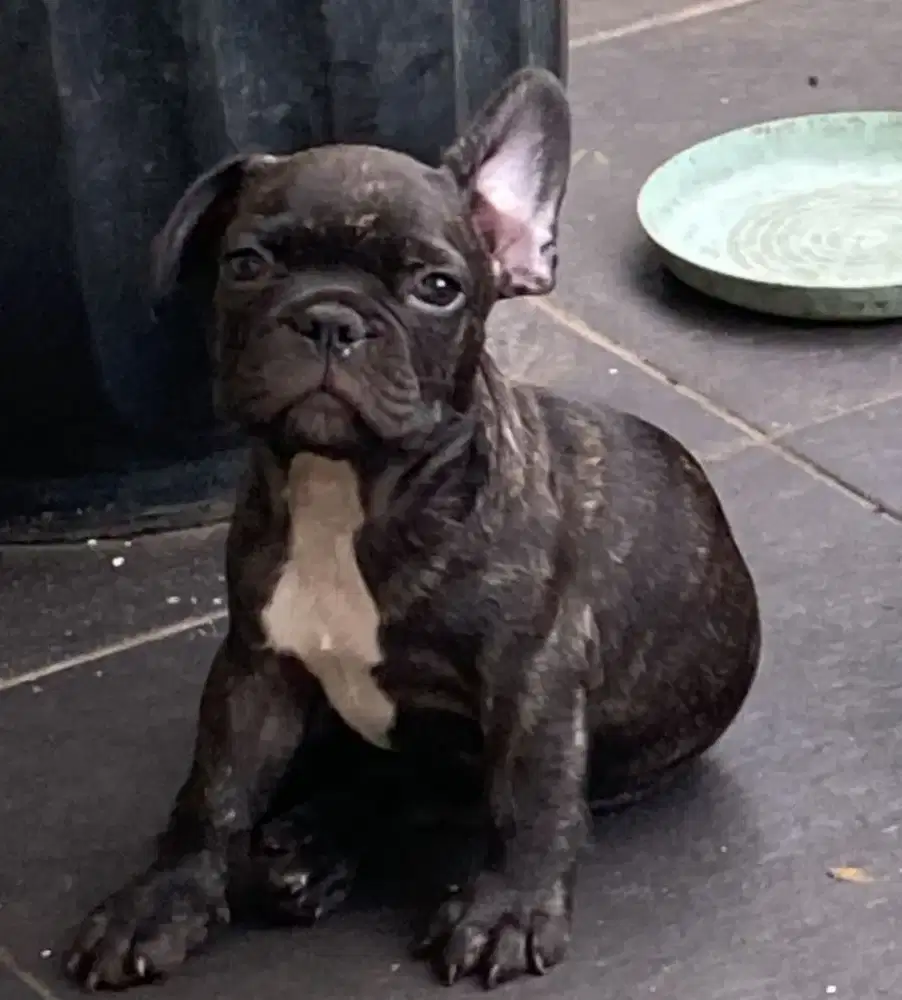 Jual French Bulldog jantan