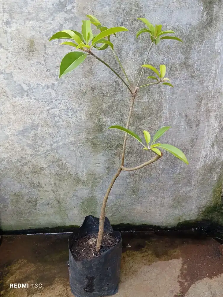 Tanaman buah sawo manila