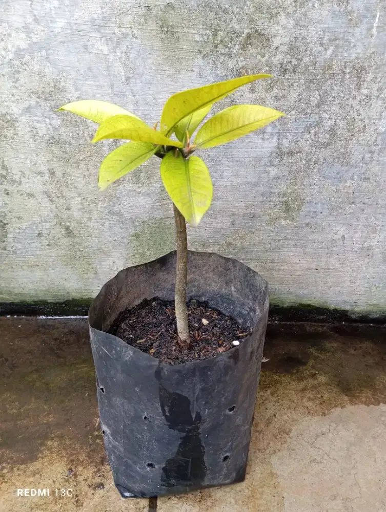 Tanaman buah manggis