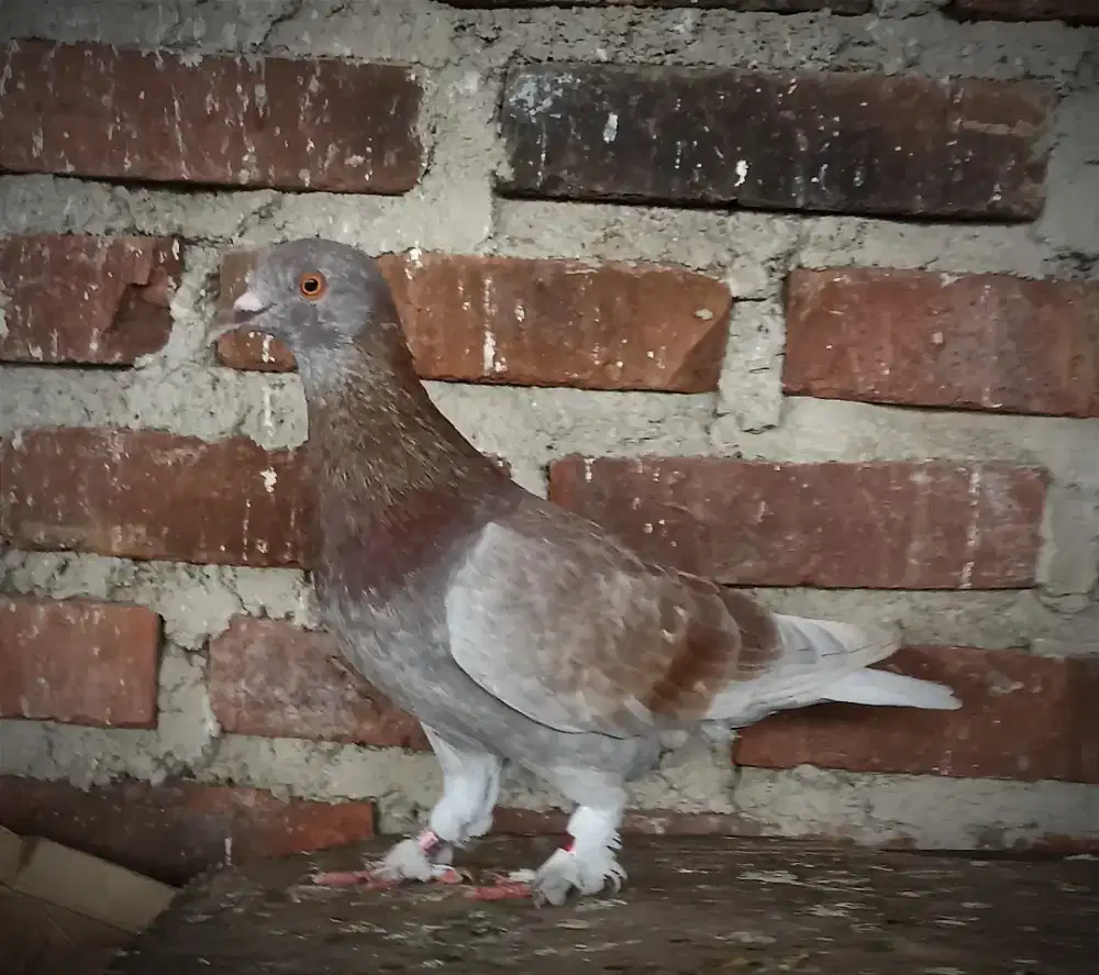 Merpati Jantan Tinggian Pmti 2024