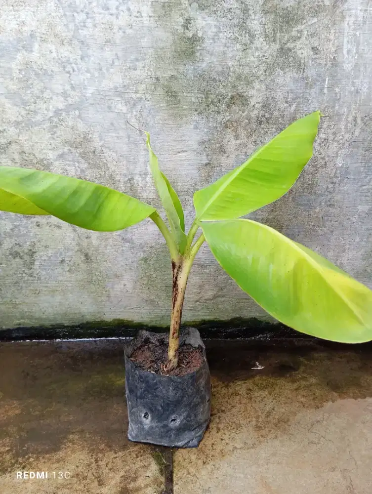 Tanaman buah pisang tanduk