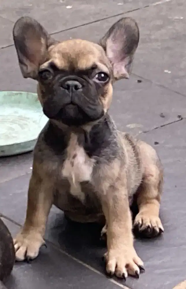 Jual French Bulldog jantan
