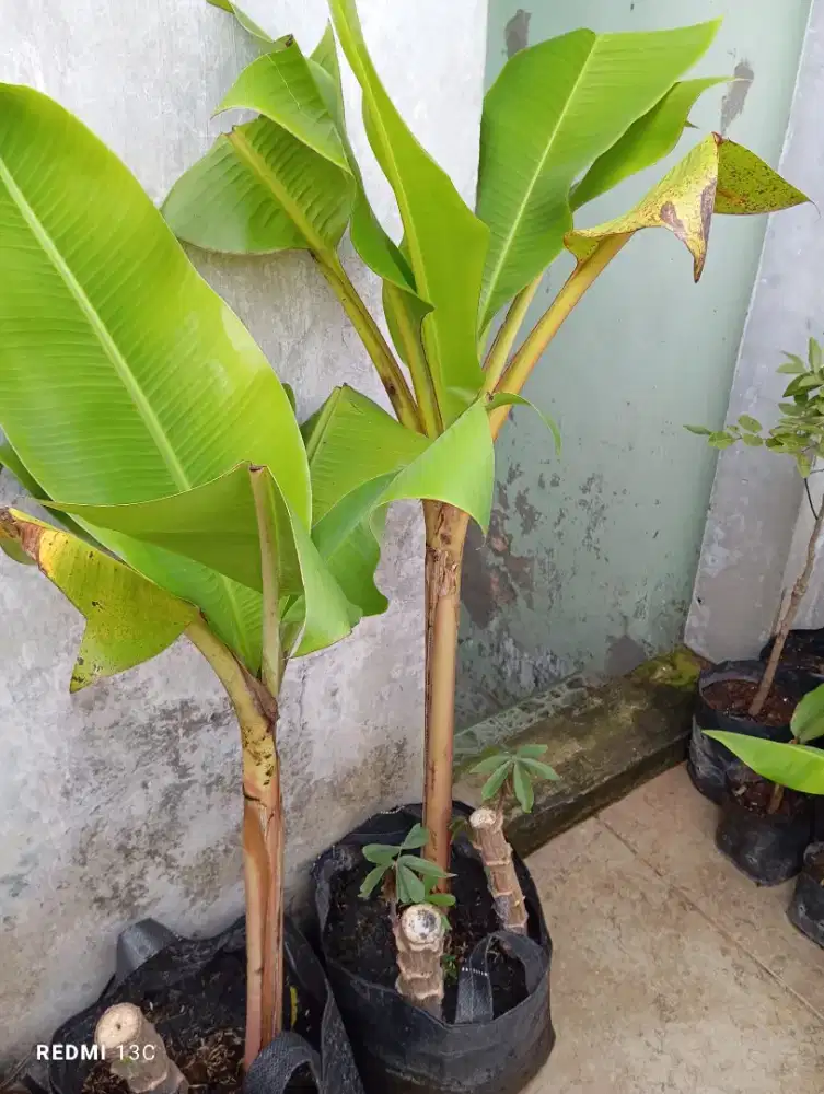 Tanaman buah pisang emas