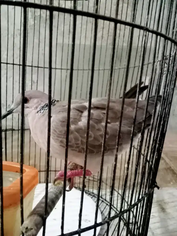 Burung tekukur silangan