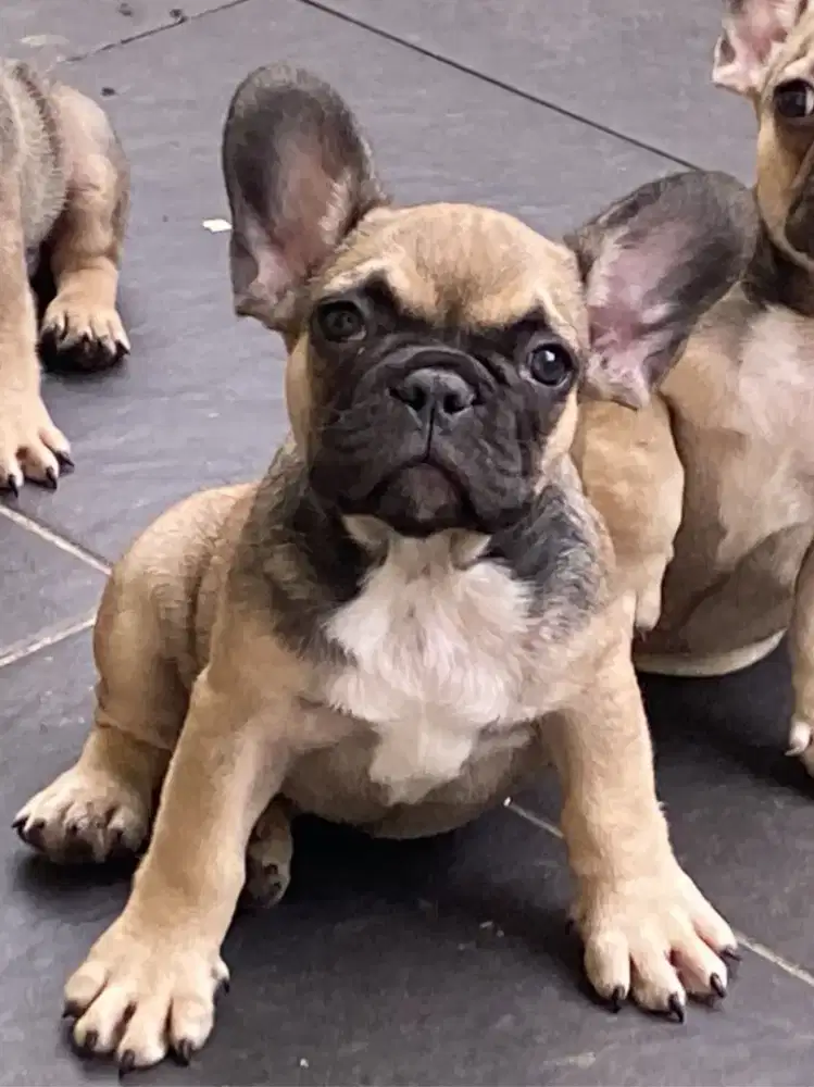 Jual French Bulldog jantan