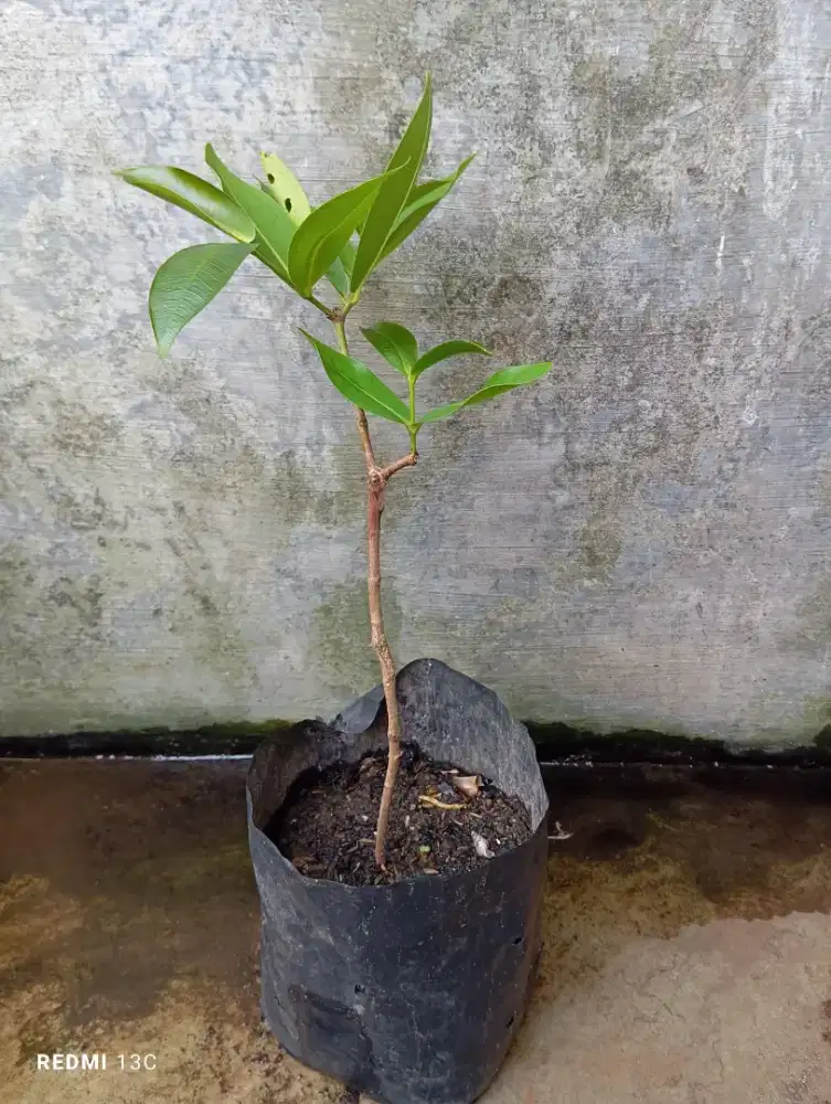 Tanaman buah jambu air cincalo merah