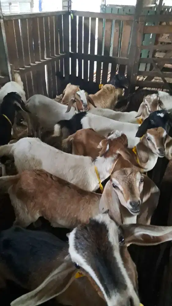 Menjual kambing aqiqah murah
