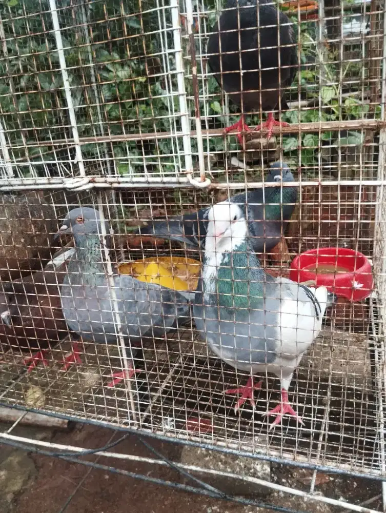 Burung dara jantan dan betina