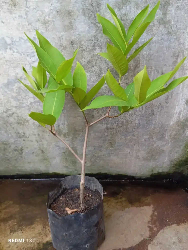 Tanaman buah jambu air kyojok