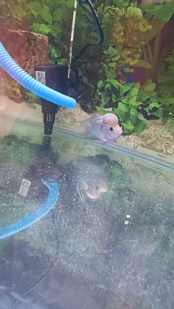 Ikan louhan kepala jenong.