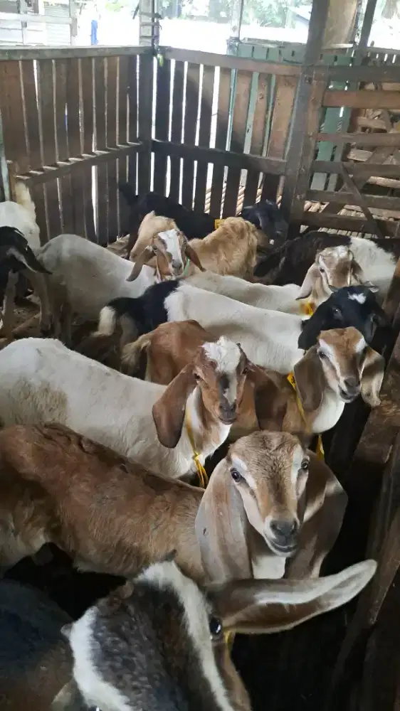 Menjual kambing aqiqah murah