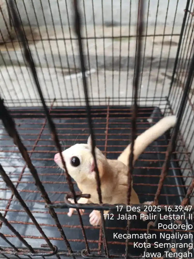 Sugar Glider Leu jantan indukan