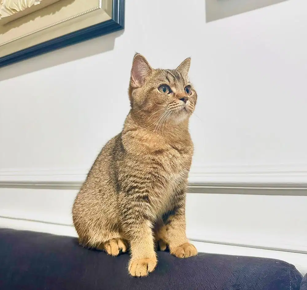 Scottish straight betina