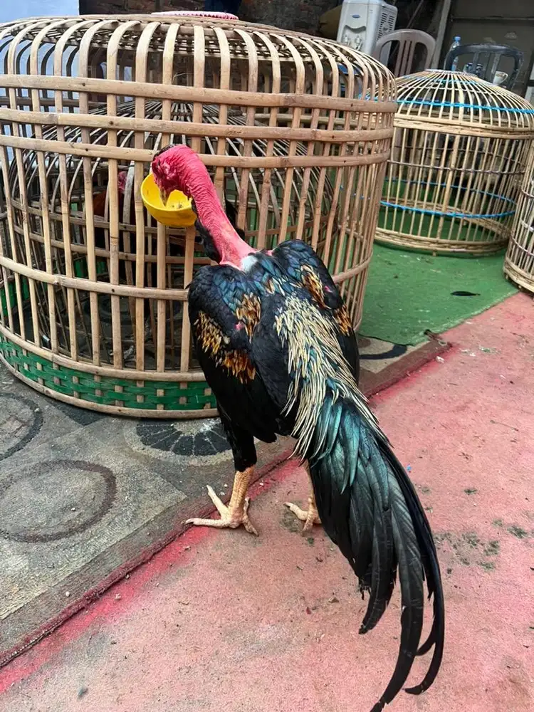 Ayam saigon, ayam bangkok, ayam botak