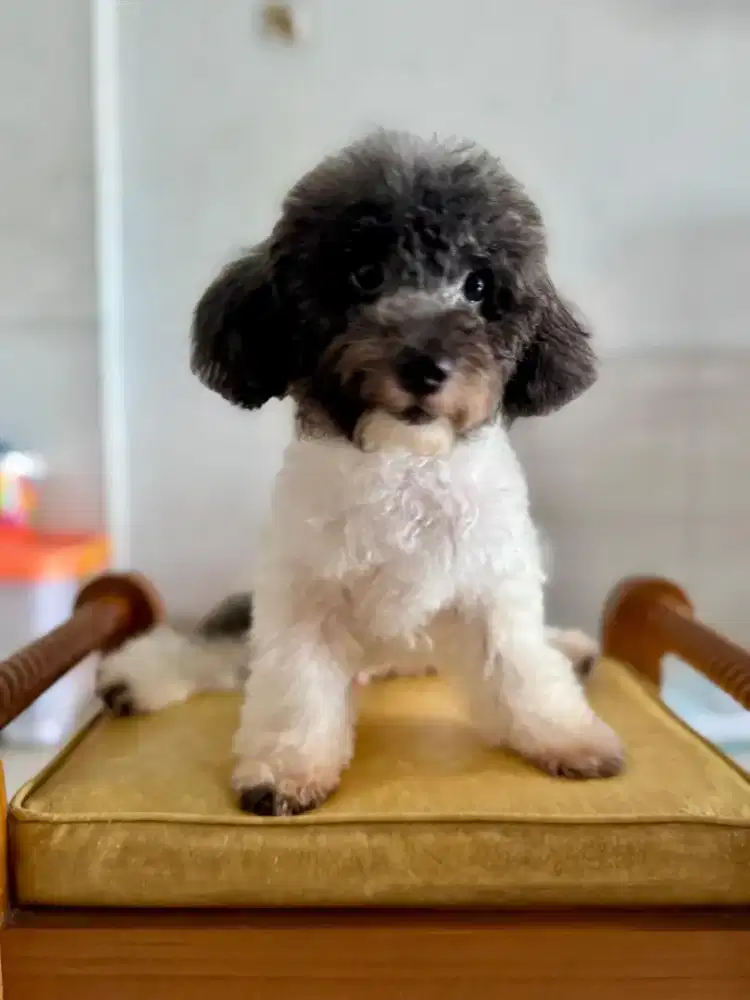 Di jual Murah calon pejantan ras asli poodle