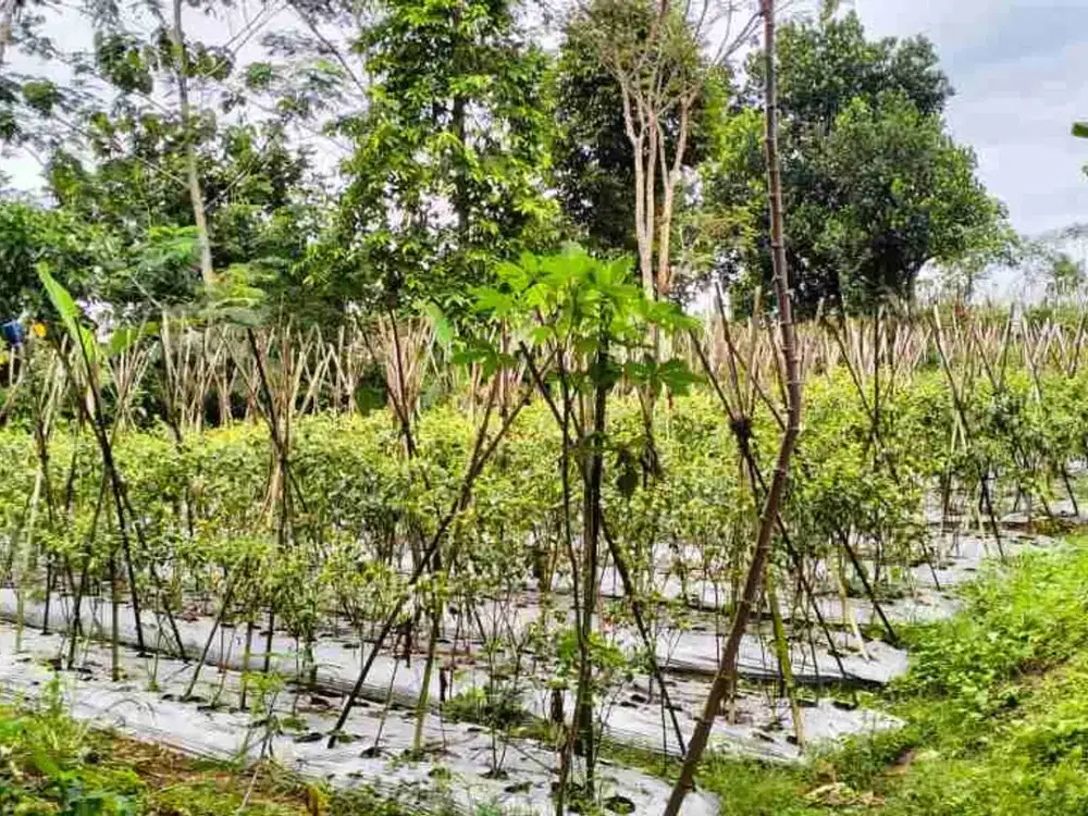 DIJUAL TANAH DI MEGAMENDUNG PUNCAK BOGOR