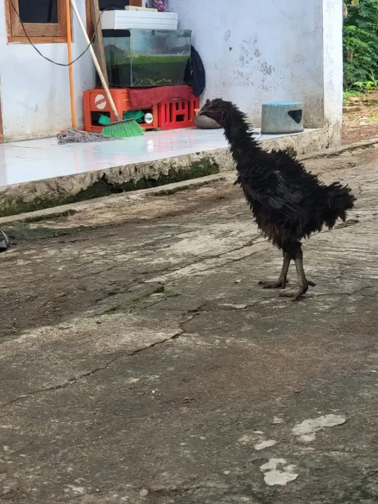 Ayam kapas jantan
