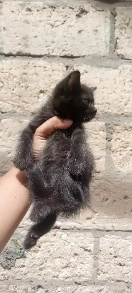 100/ekor kitten mix persia 2 bulan betina