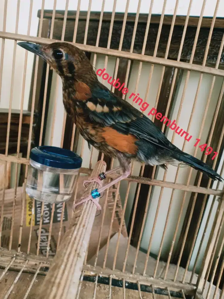 Am garansi jaminan jantan masih lama, belian baru dua bulan