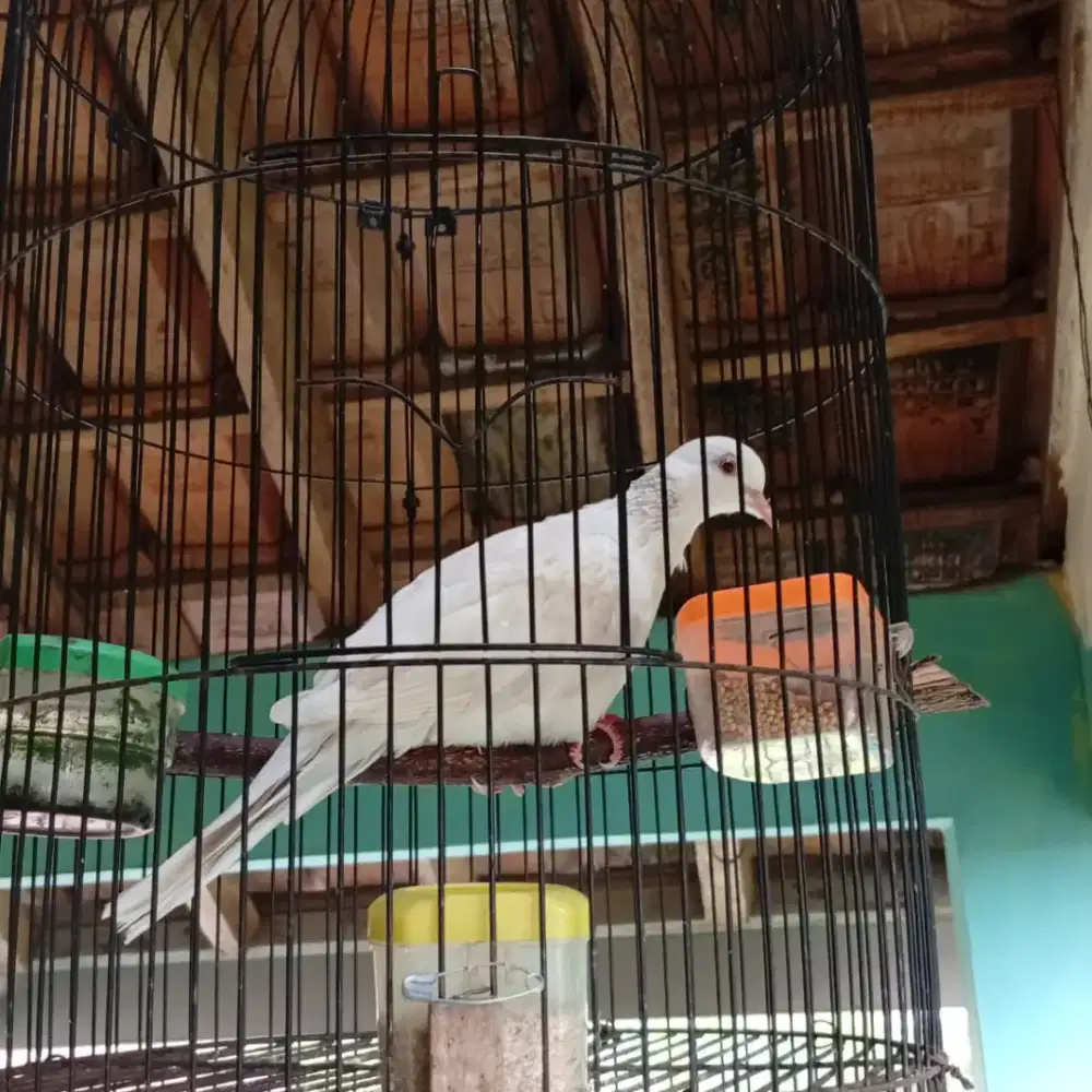 Burung Derkuku Sinom putih creamino retina Merah BETINA Dewasa