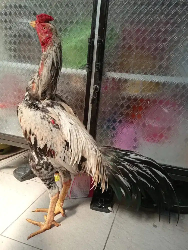 Ayam Bangkok klasiik Silangan mangon