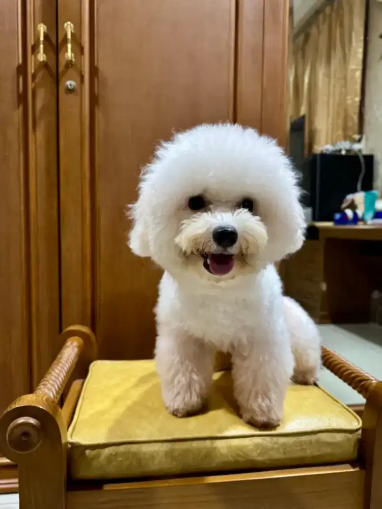 Di jual murah pejantan poodle sudah pinter kawin