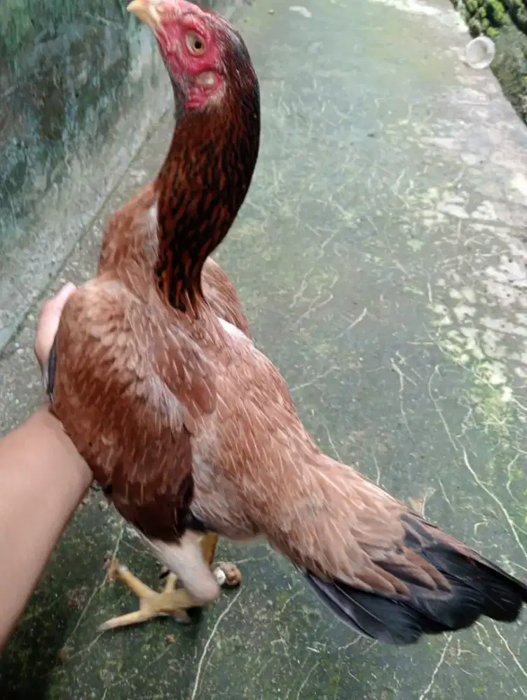 Ayam betina Mangon Silangan main speed