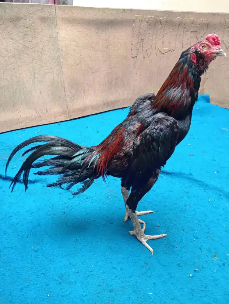 Ayam.mangon Silangan bangkok