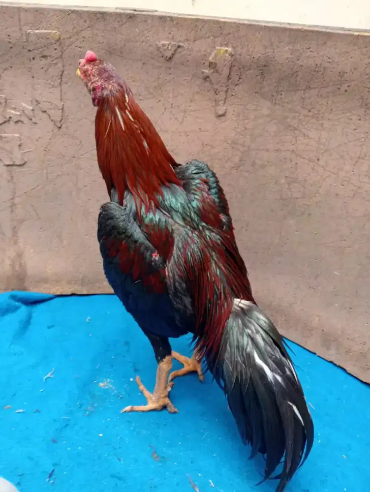 Ayam Bangkok ukuran 6 full