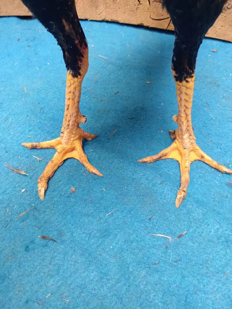 Ayam Bangkok ukuran 6,5