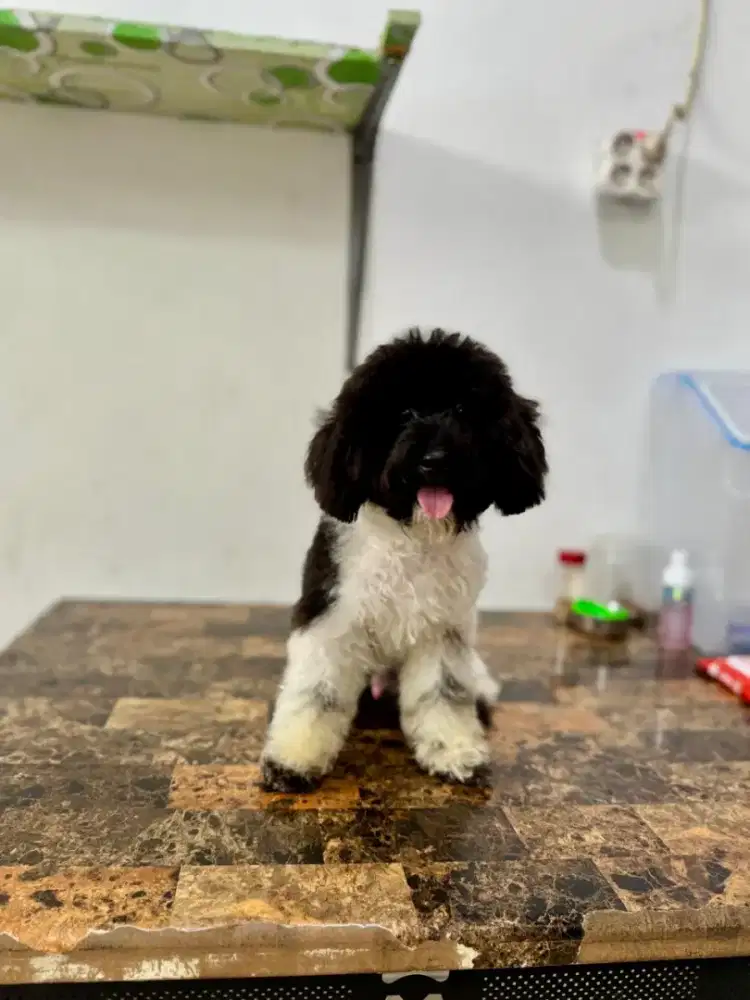 Di jual murah poodle jantan calon pejantan