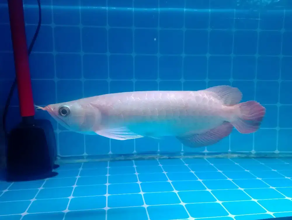 Ikan Arwana super red 21cm