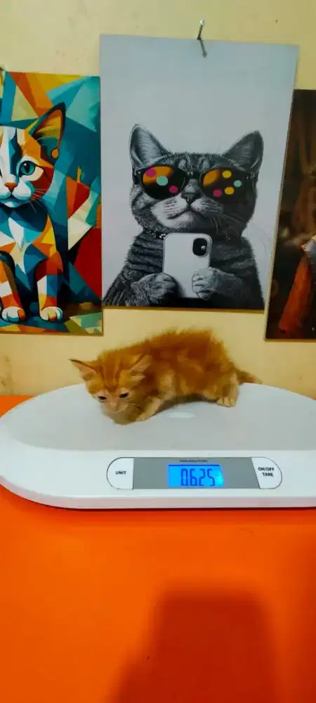 Kitten Mix Mainecoon