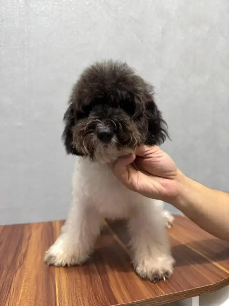 Di jual anjing poodle calon pejantan